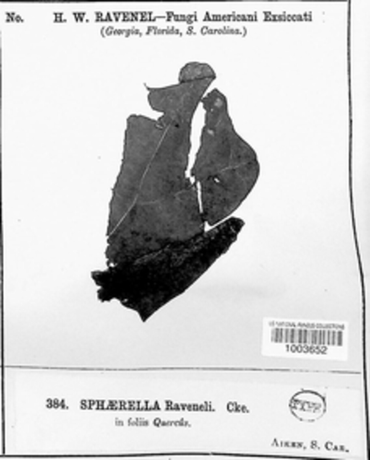 Sphaerella ravenelii image